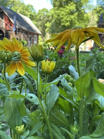 Flowers as Spiritual Presences: What the Garden Has Been Trying to Tell You