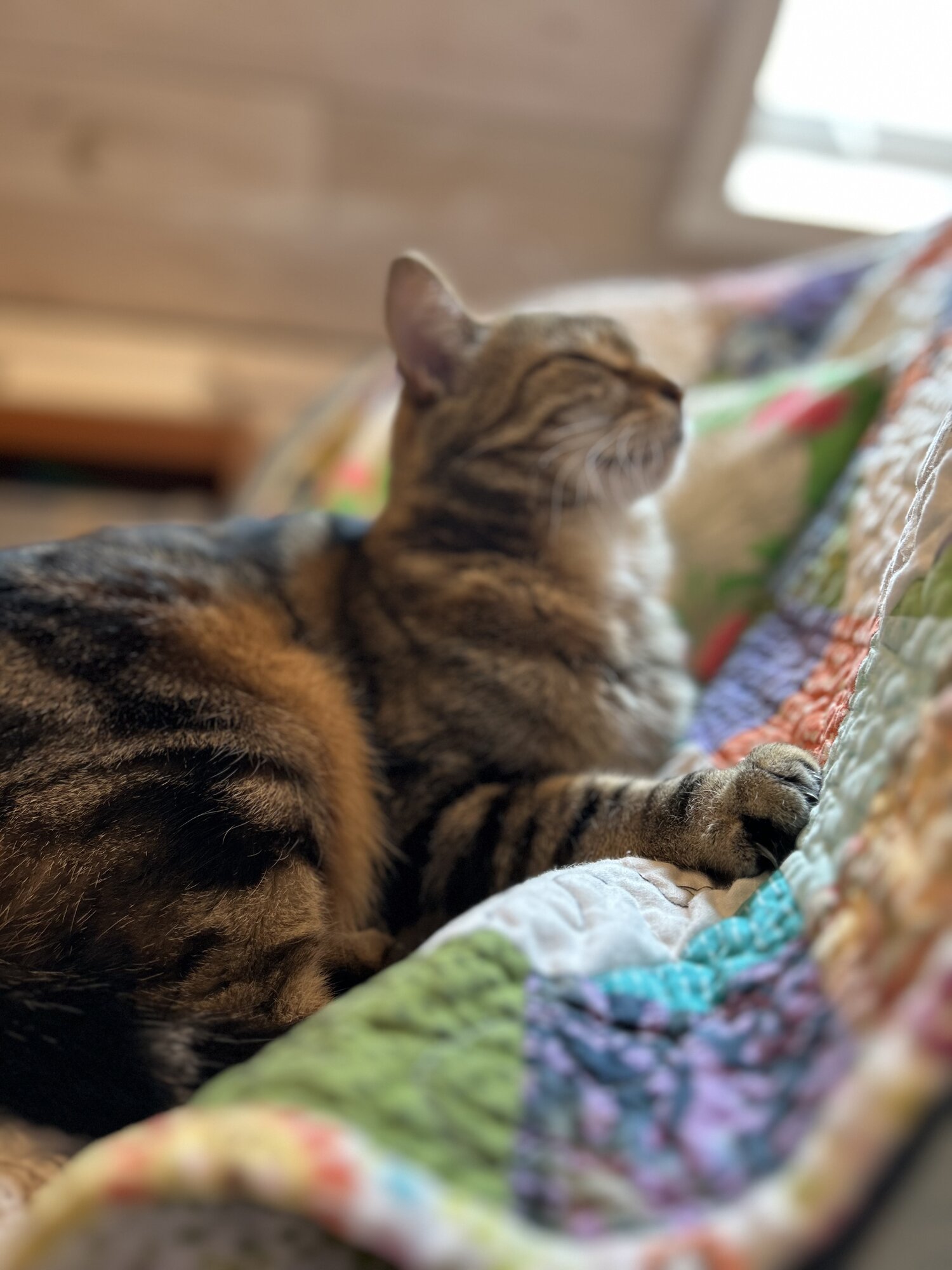luann the cat on a rainbow quilt in x0alli_art art studio